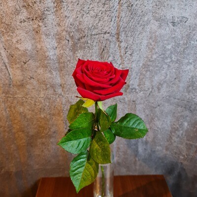 Rote Rose(n) (Menge wählbar)