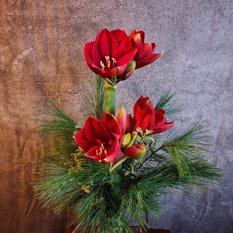 Rote Amaryllis Rote Amaryllis