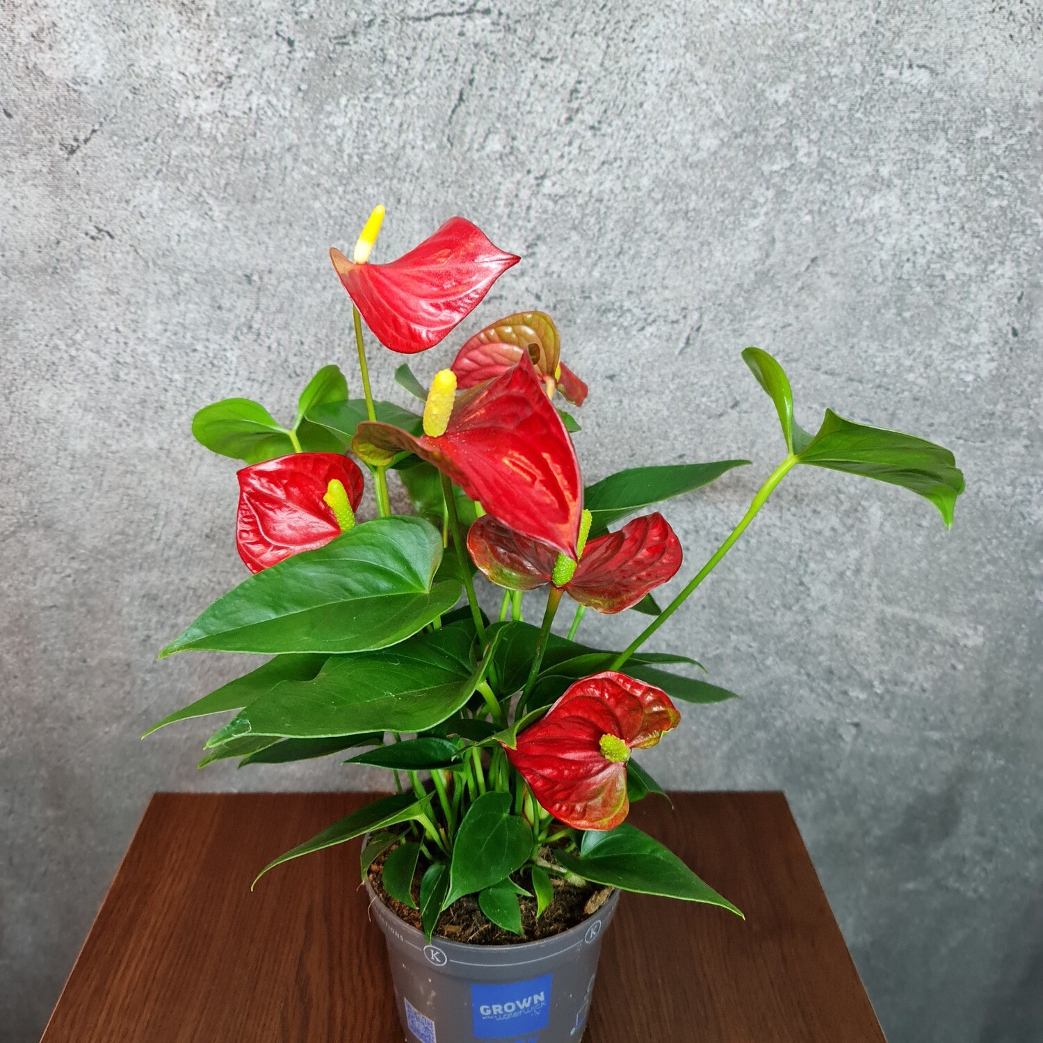 Flamingoblume - Anthurie Rot