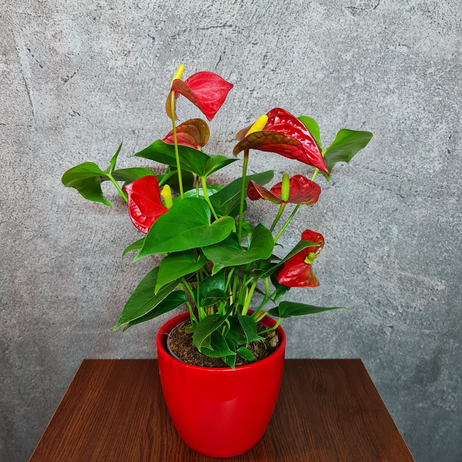 Flamingoblume - Anthurie Rot mit Tontopf