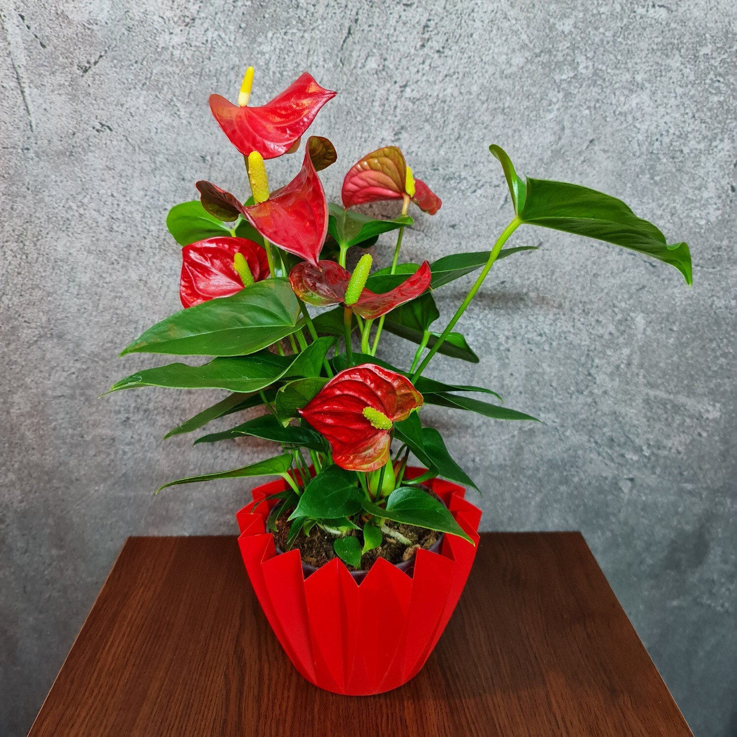 Flamingoblume - Anthurie Rot mit Plastiktopf