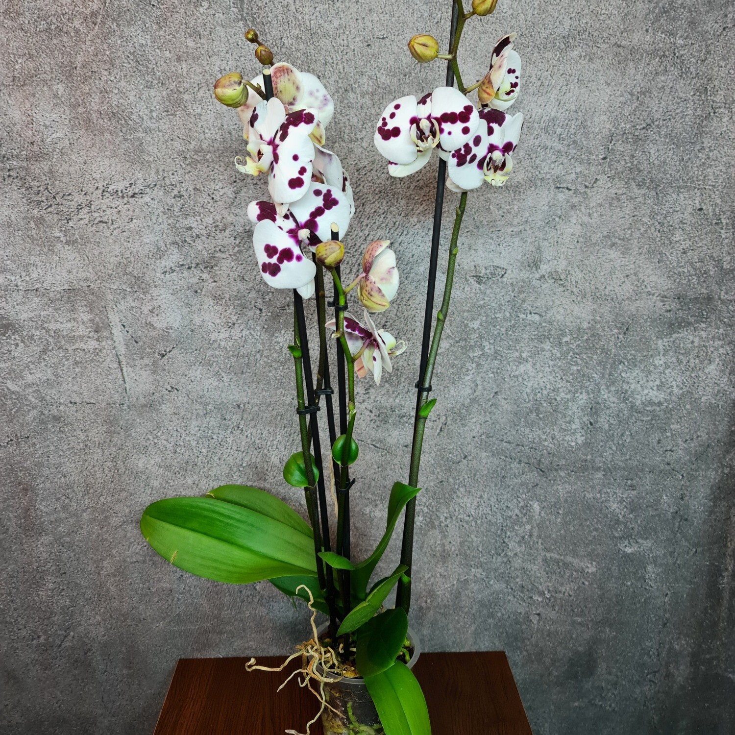 Phalaenopsis Orchidee (Farbe wählbar)