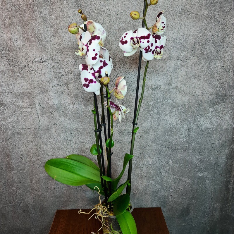 Phalaenopsis Orchidee (Farbe wählbar) Phalaenopsis Orchidee (Farbe wählbar)