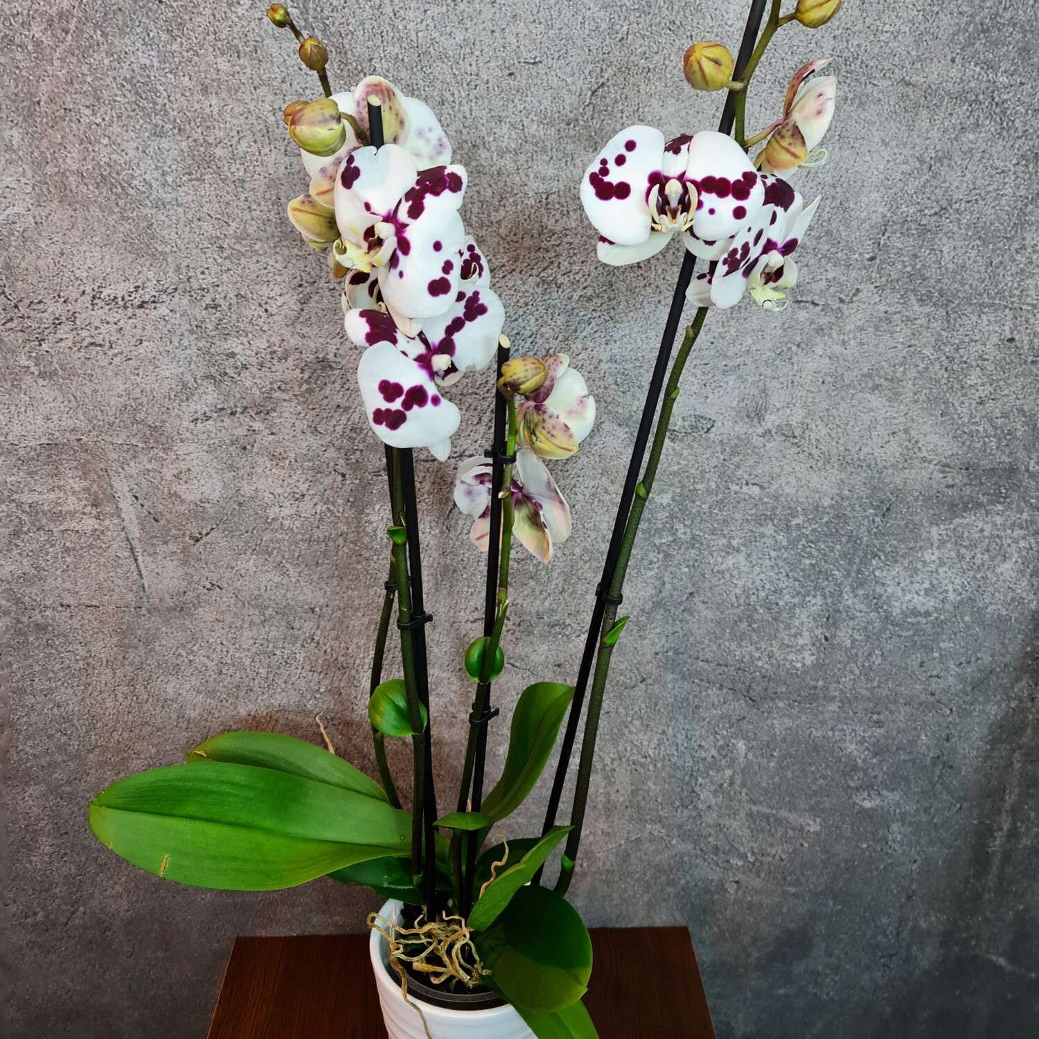 Phalaenopsis Orchidee mit Orchideentopf (Farbe wählbar)