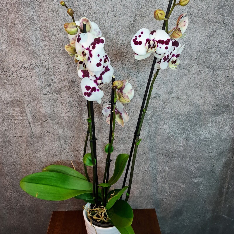 Phalaenopsis Orchidee mit Orchideentopf (Farbe wählbar) Phalaenopsis Orchidee mit Orchideentopf (Farbe wählbar)