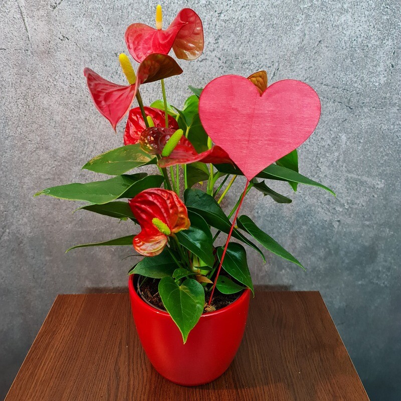 Flamingoblume - Anthurie Rot mit Tontopf Flamingoblume - Anthurie Rot mit Tontopf