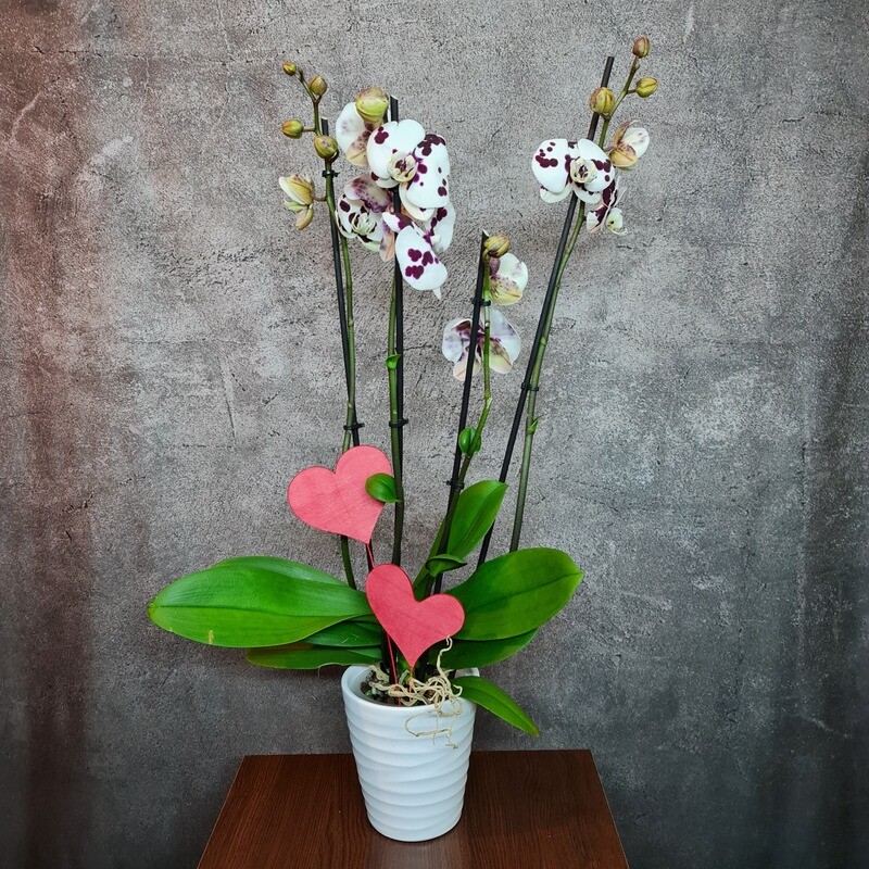 Phalaenopsis Orchidee mit Orchideentopf Phalaenopsis Orchidee mit Orchideentopf