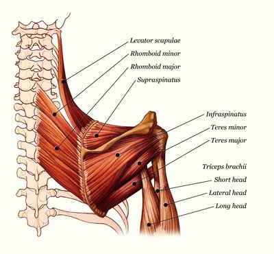 ID 3: Upper Extremity