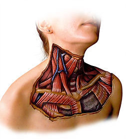 ID 4: Neck, Jaw, and Hand Concepts