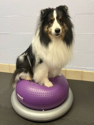 Canine Fitness and Conditioning