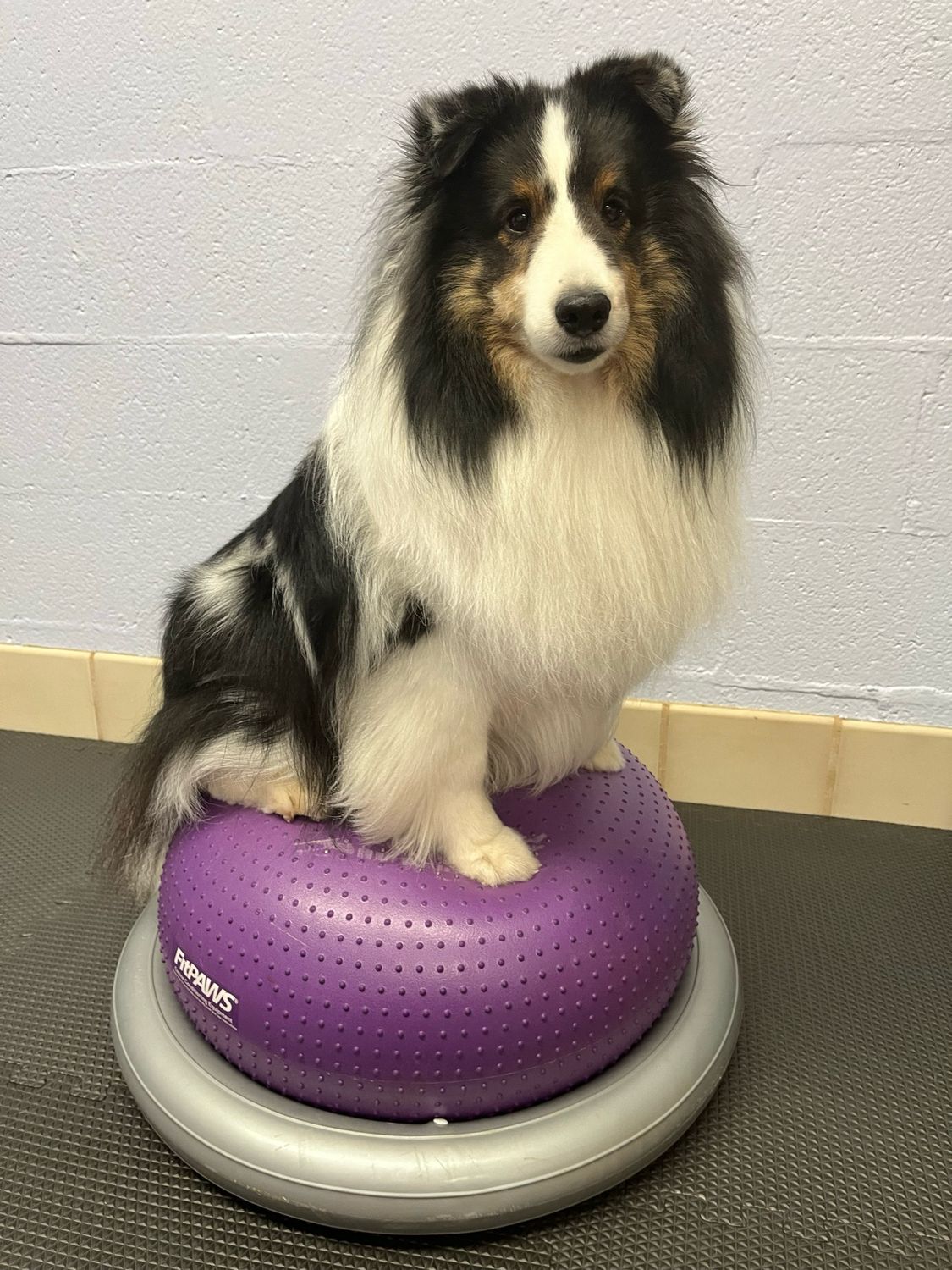 Canine Fitness and Conditioning