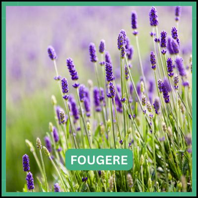Fougere
