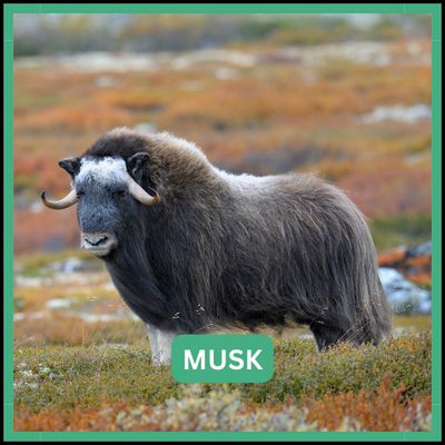Musk