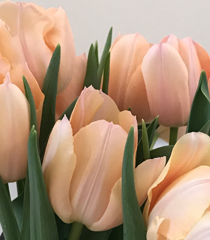 Weekly Tulip Bouquet Subscription (Winter 2022)