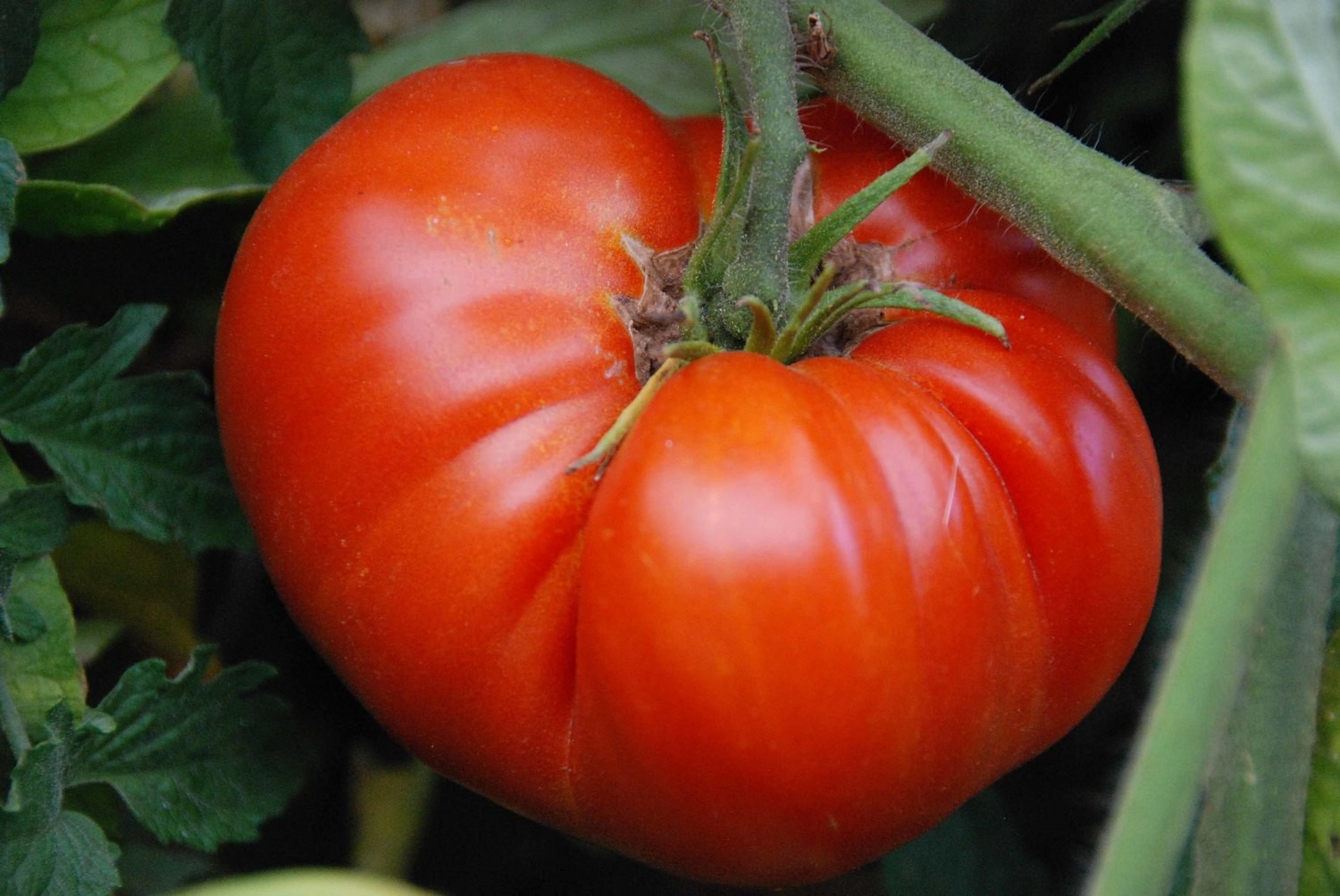 Genuwine Tomato Plant
