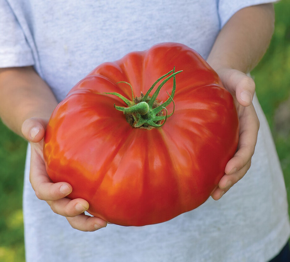 Big Zac Tomato Plant