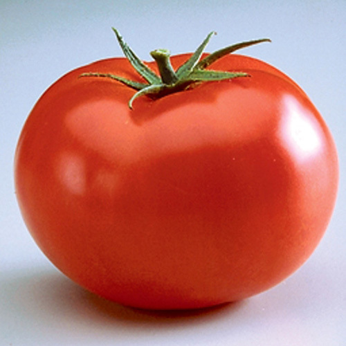 Big Beef Tomato Plant