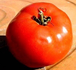 Early Goliath Tomato Plant