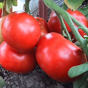 Siletz Tomato Plant