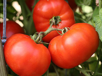 Bush Early Girl Tomato Plant