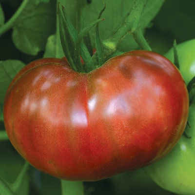 Cherokee Carbon Tomato Plant