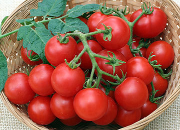 Husky Cherry Red Tomato Plant