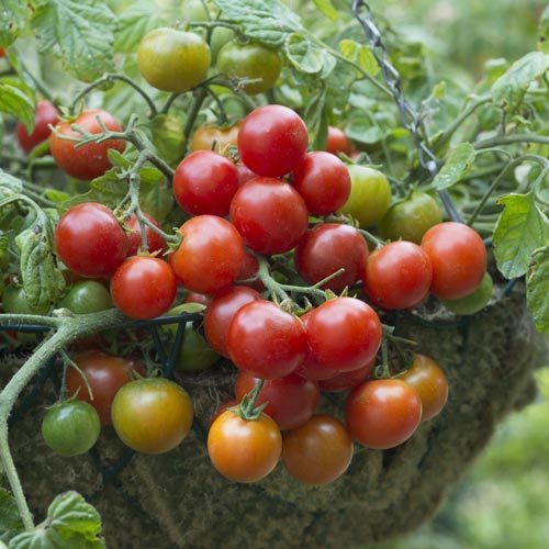 Terenzo Tomato Plant