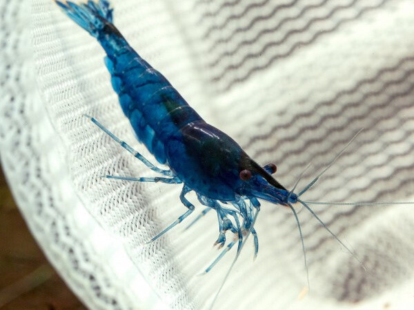 NeoCaridina Davidii Blue Dream