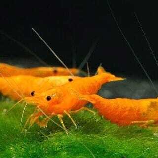 Neocaridina Davidii Sakura Orange