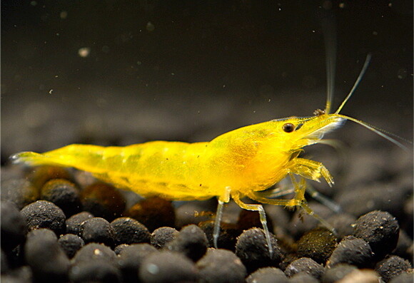 NeoCaridina Davidii Yellow Fire