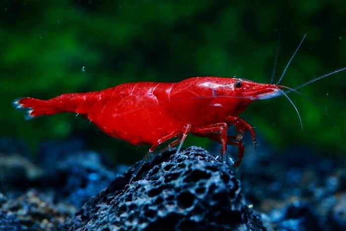 NeoCaridina Davidii Bloody Mary