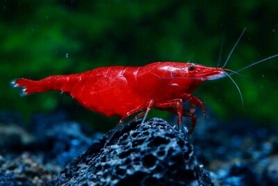 NeoCaridina Davidii Bloody Mary