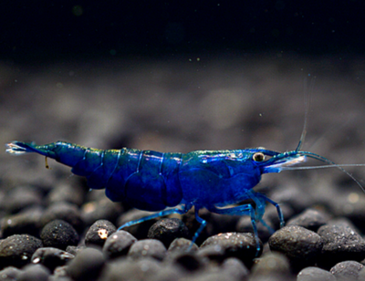 NeoCaridina Davidii