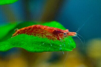 NeoCaridina Davidii Red Cherry