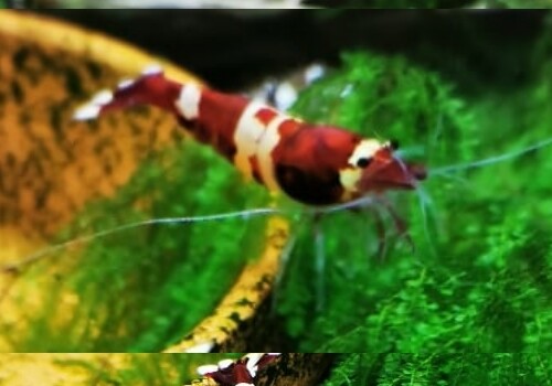 Caridina TaiwanBee Vine