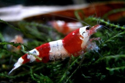 Caridina Logemanni Crystal Red S-SS Mix