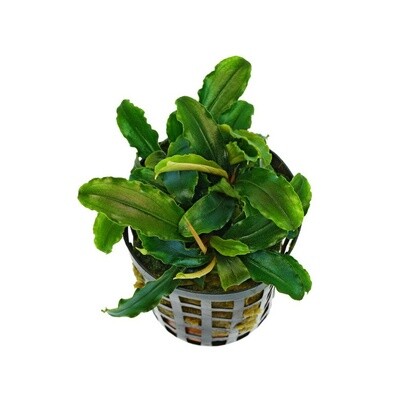 Piante