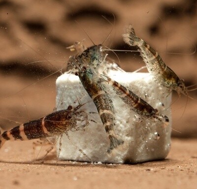 NeoCaridina Mineral Cube