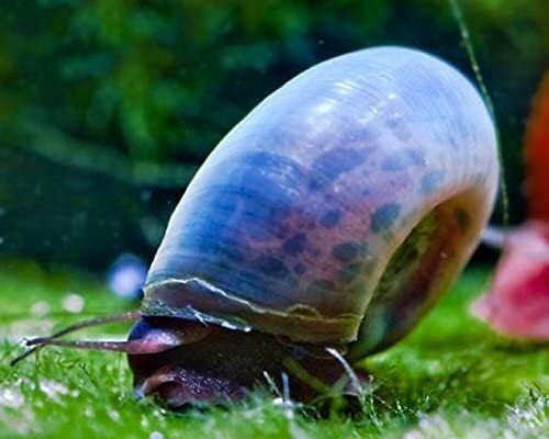 Planobella Duryi Duryi Blu