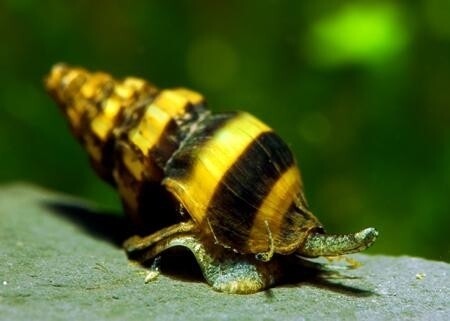 Lumaca Helena