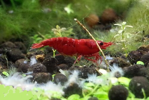 NeoCaridina Davidii Red Sakura Grado A