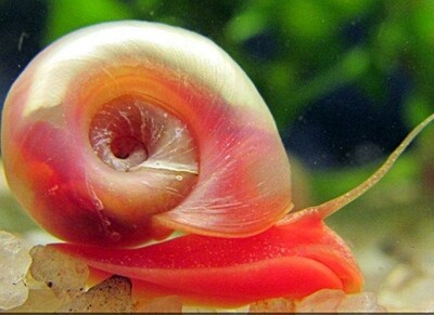 Planobella Duryi Duryi Arancio