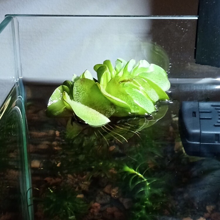 Salvinia Minima
