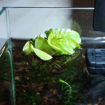 Salvinia Minima
