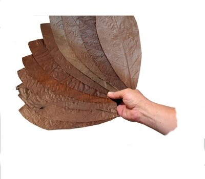 Foglie Cacao XXL 10 pz