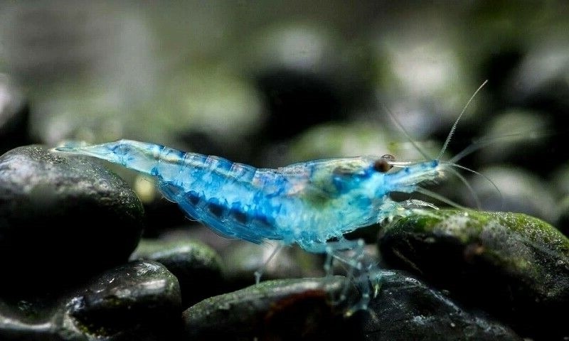 NeoCaridina Davidii Blue Jelly Set 10 Pezzi