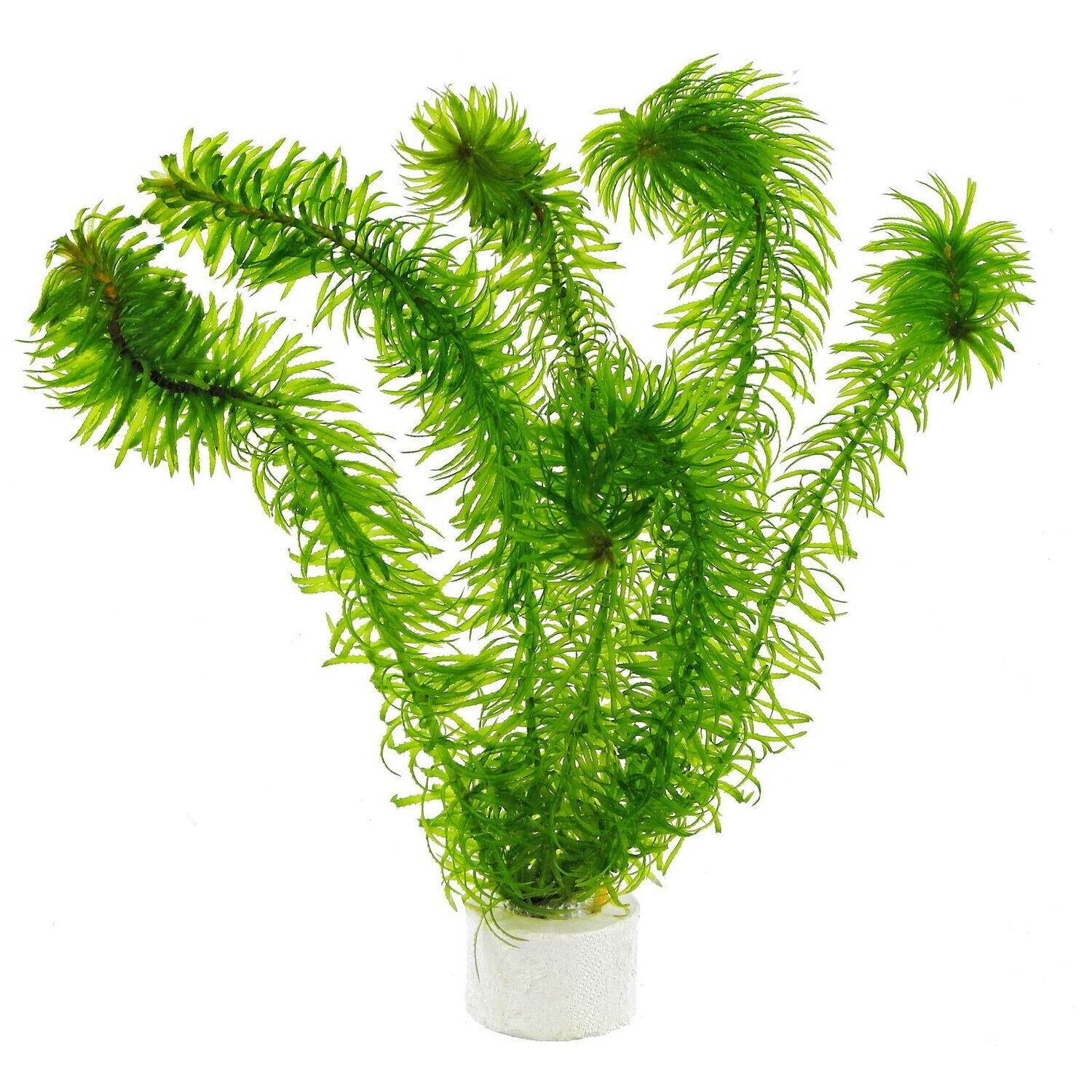 Egeria Densa Mazzetto