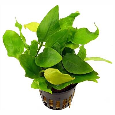 Anubias Barteri Nana Vasetto