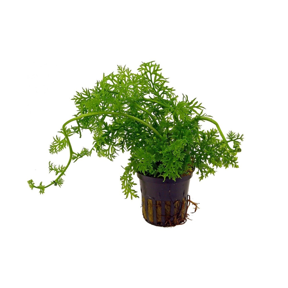Ceratopteris Thalictroides Vasetto