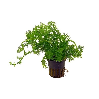 Ceratopteris Thalictroides Vasetto
